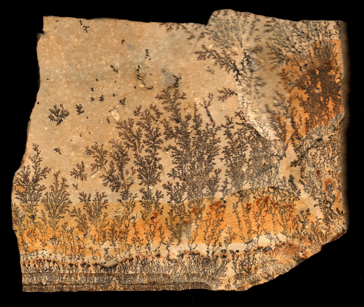 Fossil print, recto (druk) autorstwa William M. Timlin