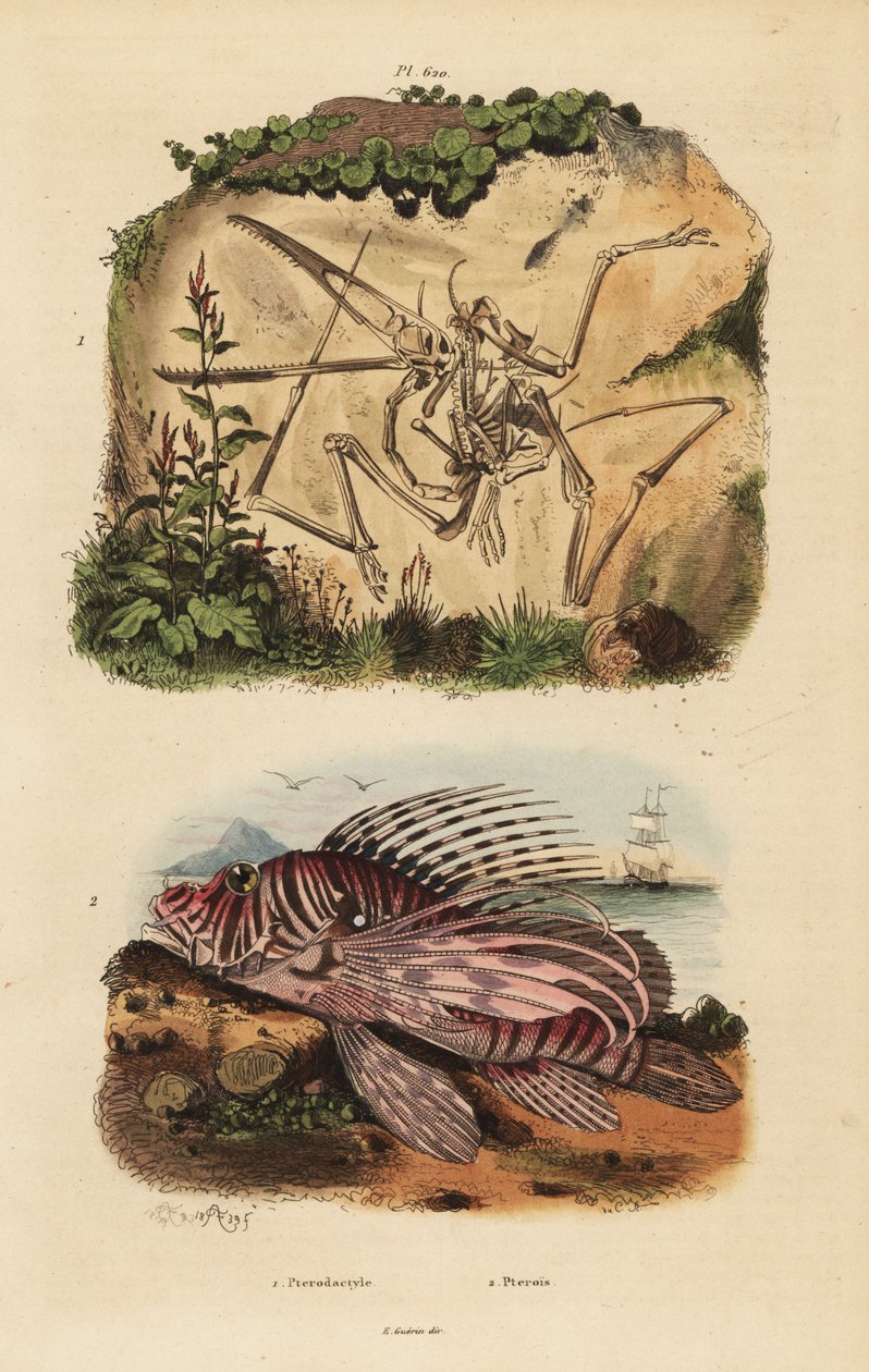 Skamieniały szkielet wymarłego pterodaktyla, Pterodactylus antiquus i czerwonej pstra, Pterois volitans autorstwa Unbekannt