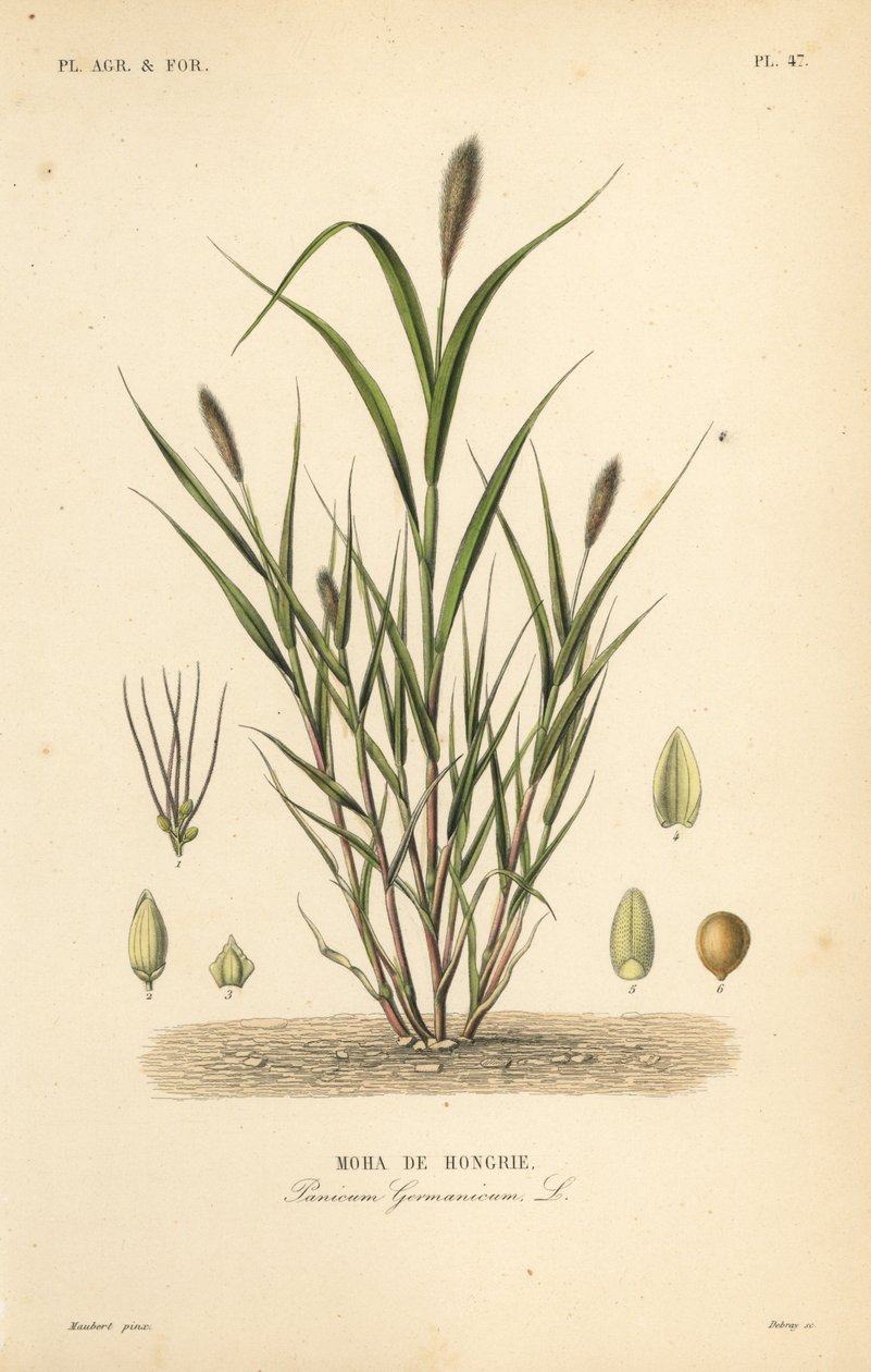 Proso włoskie lub włoskie, Setaria italica, Panicum germanicum, Moha de Hongrie autorstwa Unbekannt