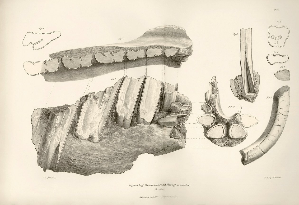 Fragment szczęki i zębów Toxodona, prehistorycznego zwierzęcia, znalezionego przez Karola Darwina w pobliżu Montevideo w Urugwaju podczas jego podróży badawczej na pokładzie statku Beagle. Zoologia podróży H.M.S. Beagle pod dowództwem kapitana Fitzroya w l autorstwa Unbekannter Künstler