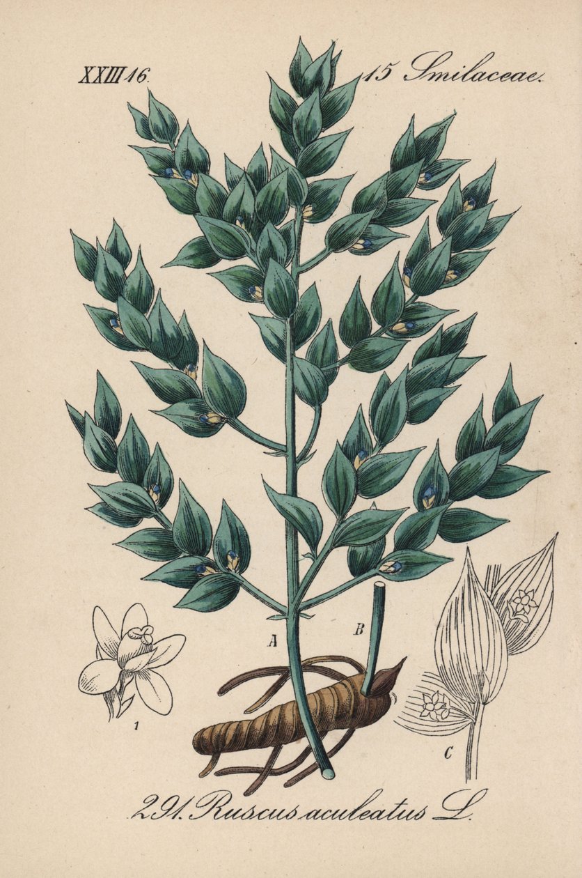 Fragon False Holly lub Small Holly - Butcher