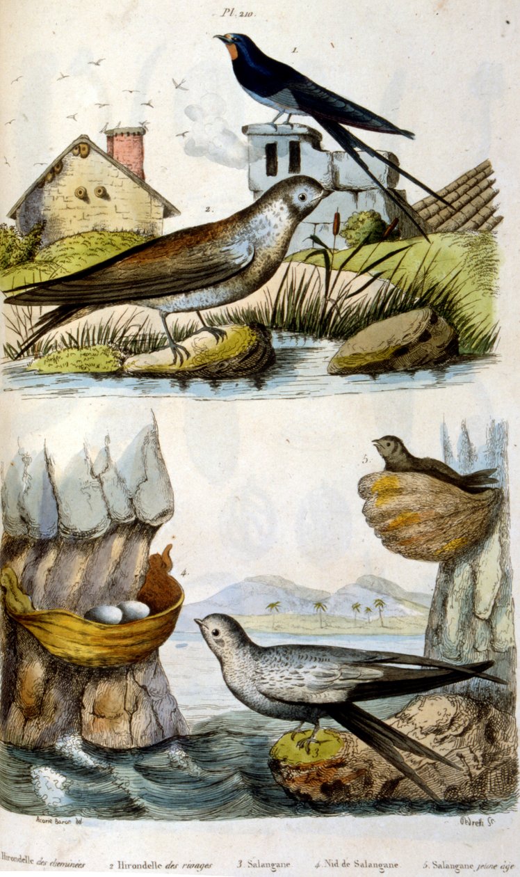 Francuski. Kolorowa ilustracja datowana na około 1884 r. Przedstawiająca ptaki rzeczne i przybrzeżne autorstwa Unbekannter Künstler