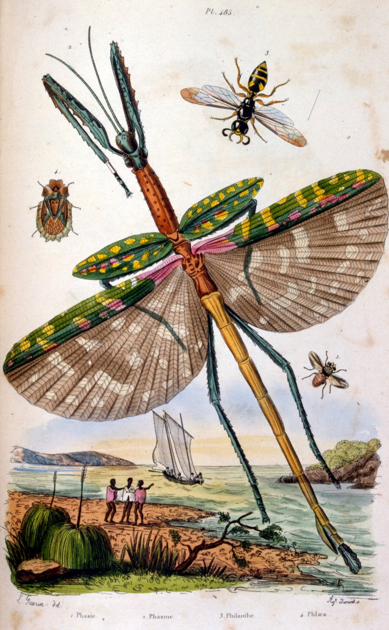 Francuski. Kolorowa ilustracja z około 1884 roku przedstawiająca różne tropikalne owady, w tym dużą smoczą muchę. autorstwa Unbekannter Künstler