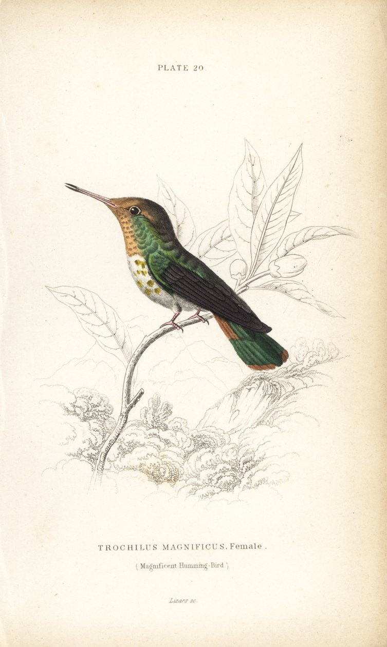 Kokietka kędzierzawa, Lophornis magnificus, samica (koliber wspaniały, Trochilus magnificus). Ręcznie kolorowana stalowa rycina autorstwa Williama Lizarsa z Sir William Jardine