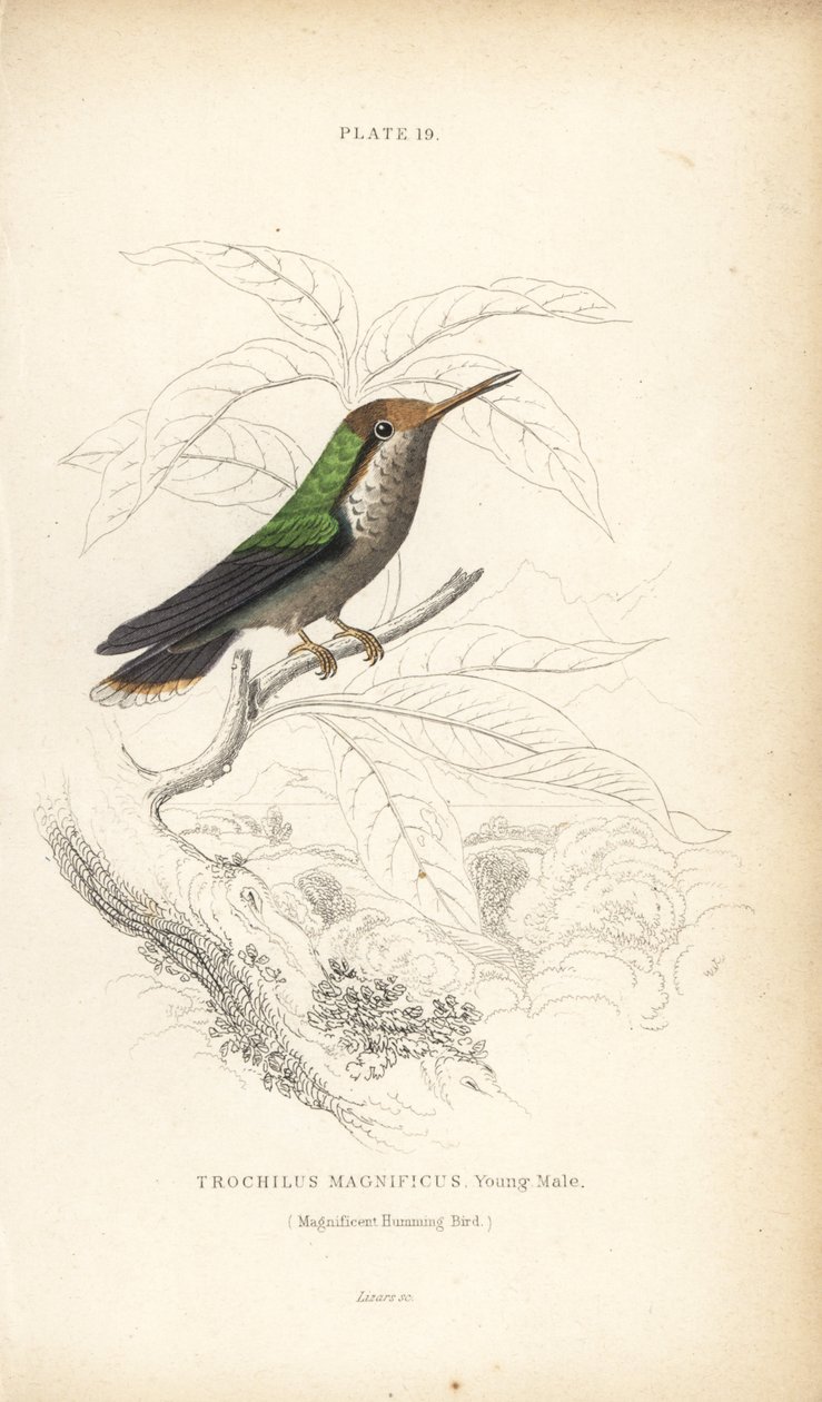 Kokietka kędzierzawa, Lophornis magnificus, młody samiec (koliber wspaniały, Trochilus magnificus). Ręcznie kolorowana stalowa rycina autorstwa Williama Lizarsa z Sir William Jardine