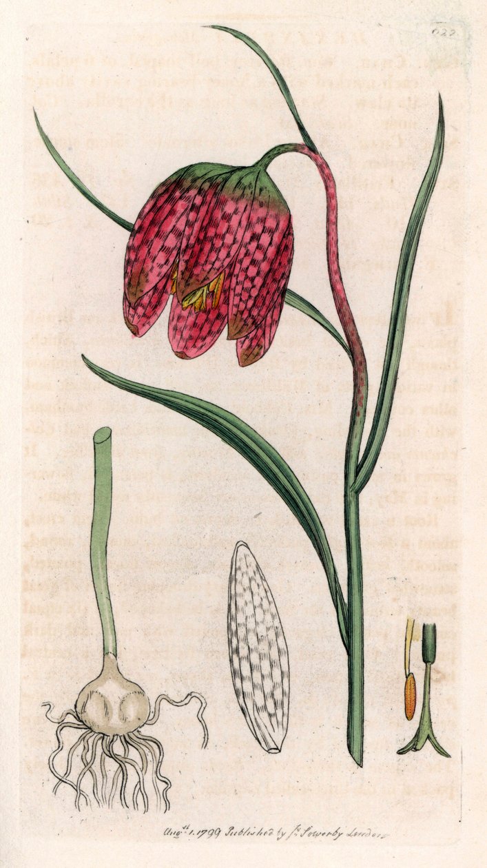 Fritillaria guinea fowl lub guinea fowl egg lub checkerboard (Fritillaria meleagris) - Litografia na podstawie rysunku Jamesa Sowerby