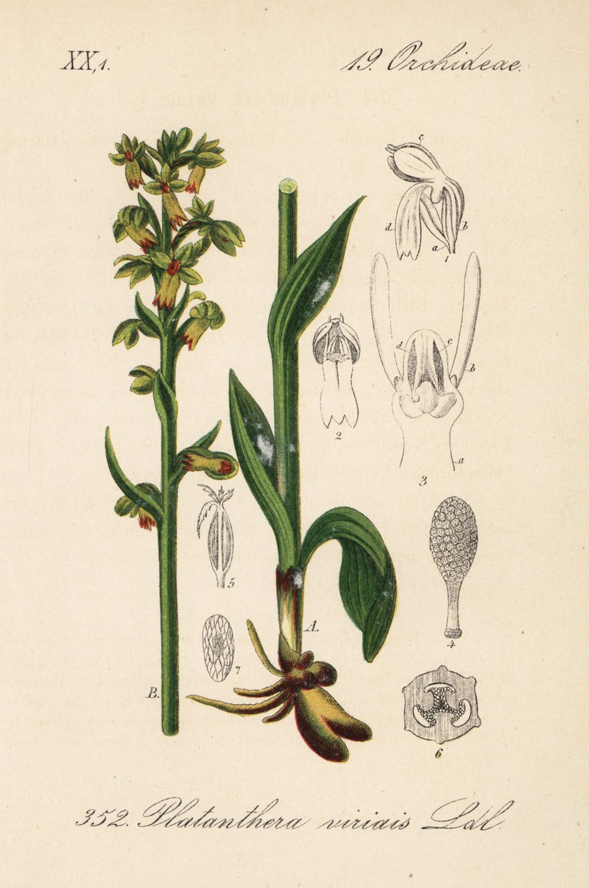 Orchidea żabia - Orchidea żabia, Dactylorhiza viridis (Platanthera viridis). Ręcznie kolorowana litografia z Flory Niemiec (Flora von Deutschland) Diedericha von Schlechtendala, Jena autorstwa Unbekannter Künstler