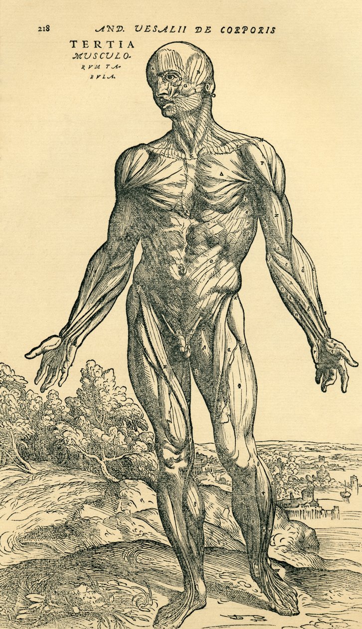 Przód męskiego ludzkiego ciała, badanie anatomiczne pierwotnie opublikowane w De Humani Corporis Fabrica Libri Septem (na materiale ludzkiego ciała w siedmiu książkach) przez Andreasa Vesaliusa, opublikowane w Bazylei autorstwa Unknown