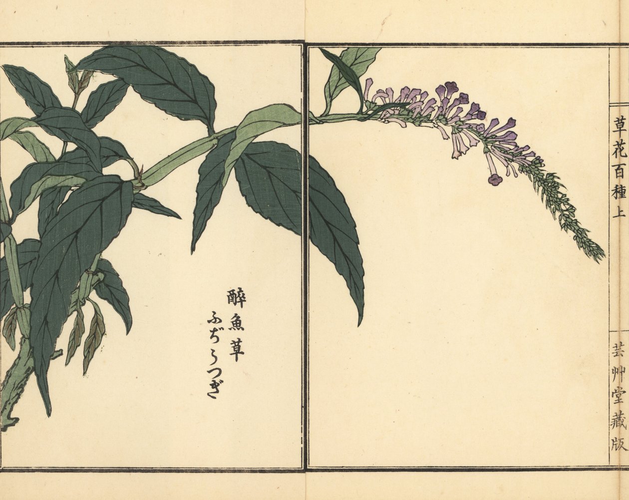 Fujiutsugi lub Buddleia, gatunek Buddleja. Ręcznie kolorowany drzeworyt autorstwa Kono Bairei z Kusa Bana Hyakushu (Sto odmian kwiatów), Tokio, Yamada autorstwa Unbekannter Künstler