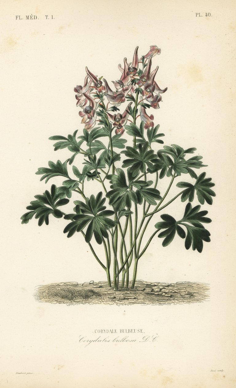 Fumewort, Corydalis solida, Corydalis bulbosa, Corydale bulbeuse autorstwa Unbekannt