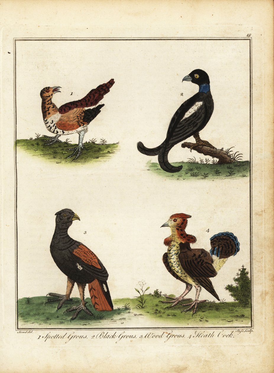 Ptaki łowne: cietrzew, cietrzew, głuszec, wrzosiec 1792 (ryty) autorstwa Unbekannter Künstler