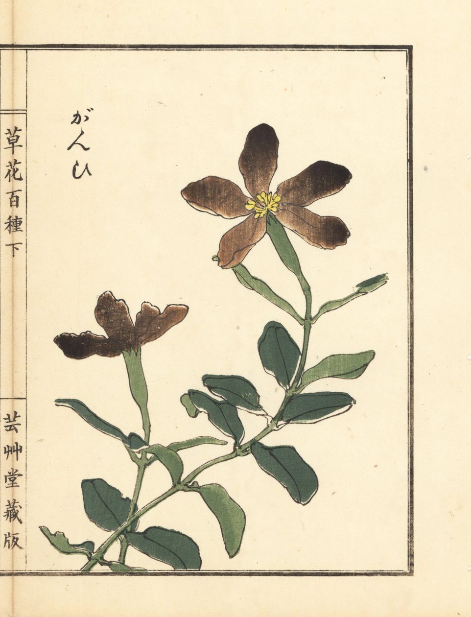 Ganpi lub catchfly, gatunek Lychnis (silene) Ręcznie kolorowany drzeworyt autorstwa Kono Bairei z Kusa Bana Hyakushu (Sto odmian kwiatów). autorstwa Unbekannter Künstler