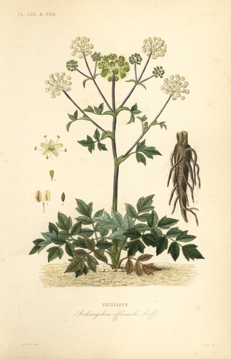 Dzięgiel ogrodowy lub dziki seler, Angelica archangelica, Archangelica officinalis, Angelique autorstwa Unbekannt