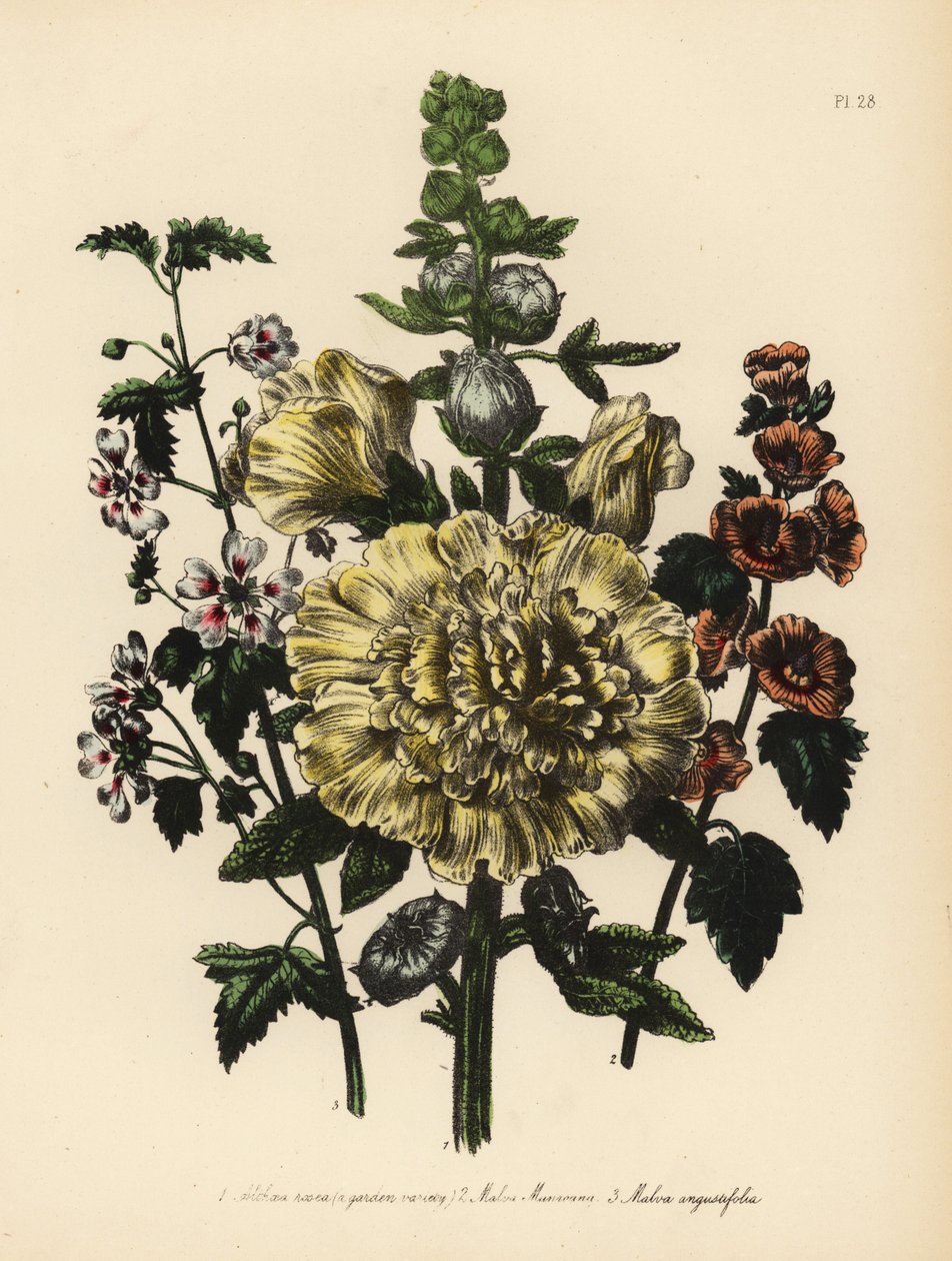 Malwa ogrodowa, Althaea rosea, malwa pana Munro, Malva munroana, i malwa wąskolistna, Malva angustifolia. Ręcznie wykonana chromolitografia autorstwa Henry