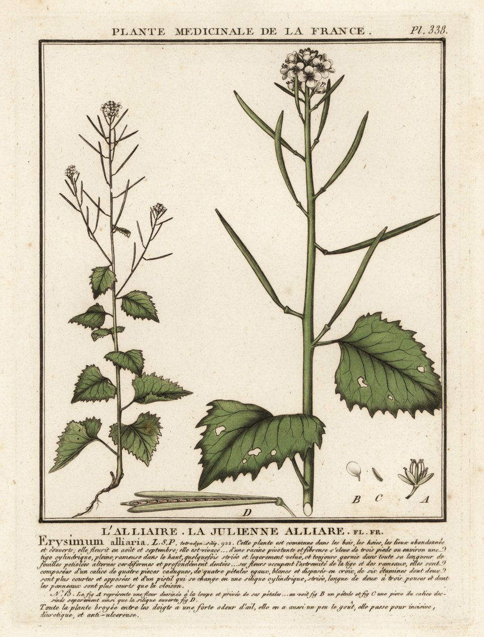 Gorczyca czosnkowa, Alliaria petiolata. autorstwa Unbekannter Künstler