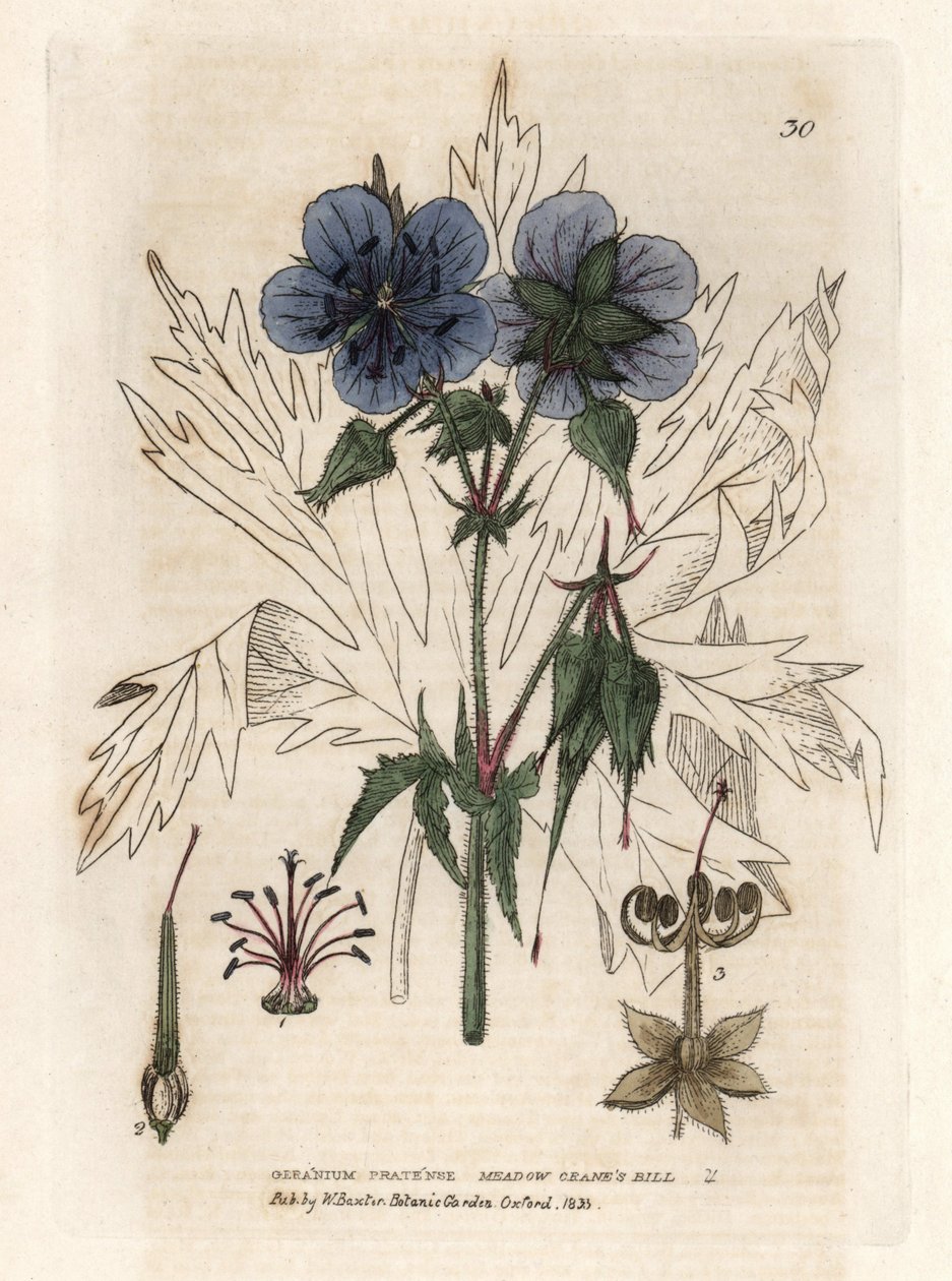 Geranium of the Pres. Kolorowy miedzioryty z rysunku Isaaca Russella z książki Williama Baxtera "English Botanical Phenomenes". autorstwa Unbekannter Künstler