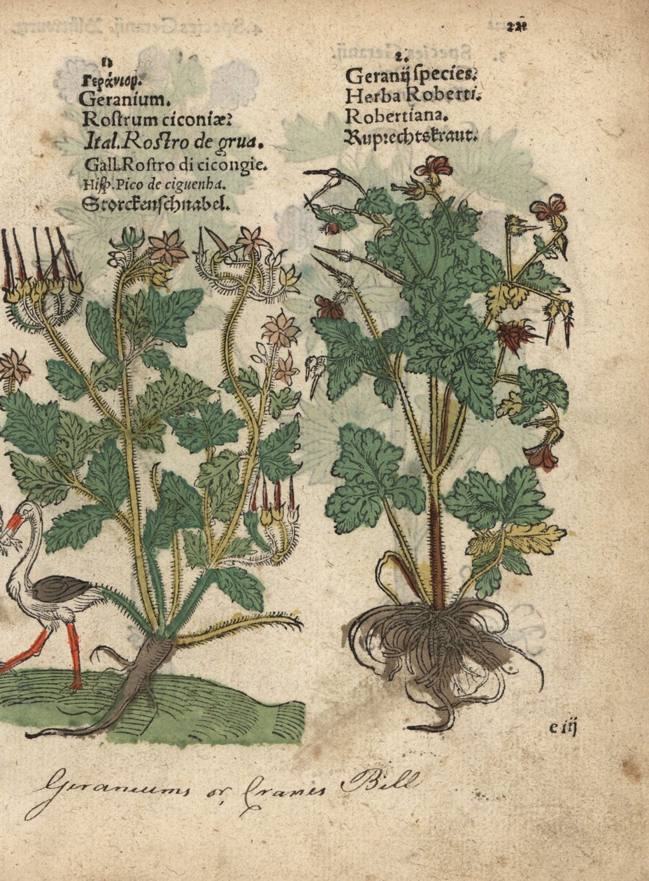 Geranium lub żurawina, gatunek Geranium i Ziele Roberta, Geranium robertianum. Ręcznie kolorowany drzeworyt ilustracji botanicznej z Krauterbuch lub Herbal Adama Lonicera, Frankfurt autorstwa Unbekannter Künstler