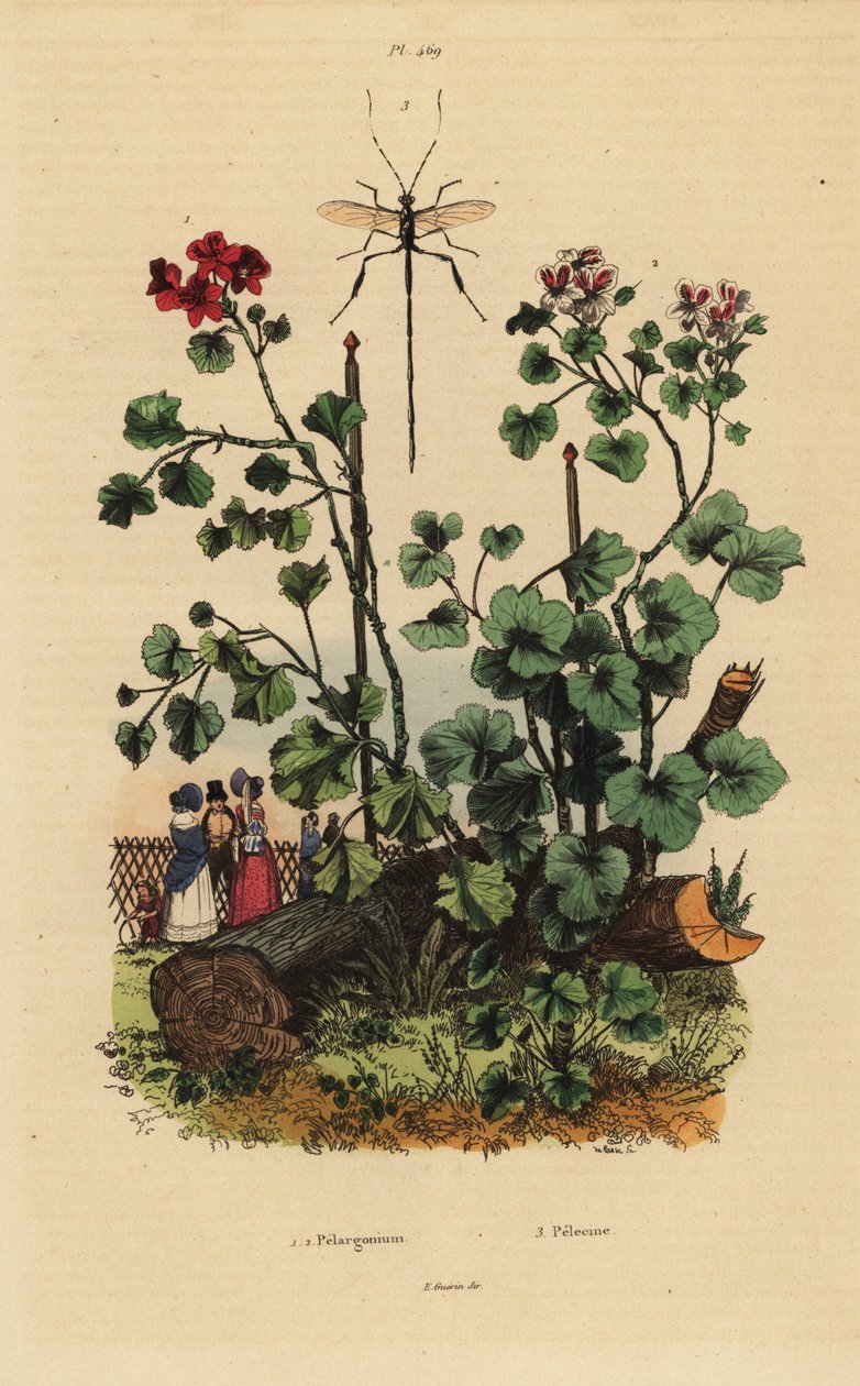Gatunki Geranium, Pelargonium daveyanum 1 i Pelargonium macranthon 2 autorstwa Unbekannt