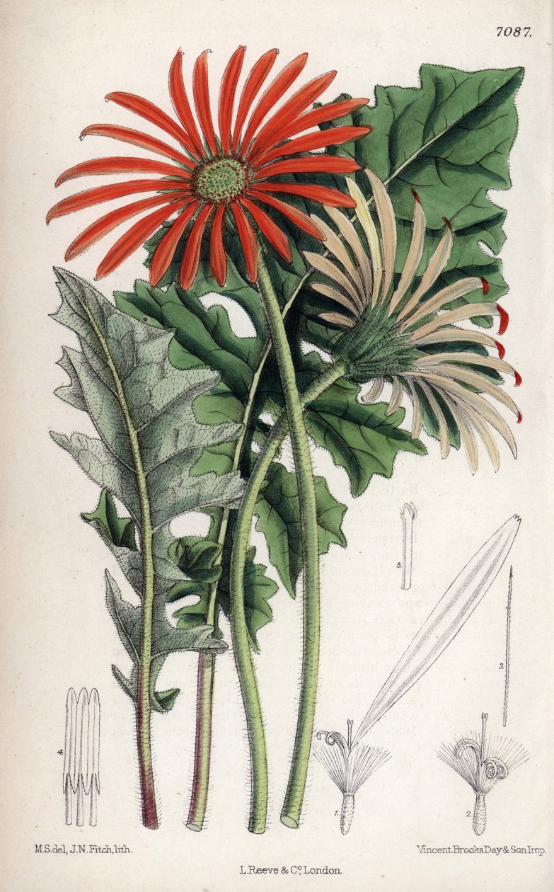  Rysunek Matildy Smith (1854-1926), litografia Johna Nugenta Fitcha w Curtis Botanical Magazine, autorstwa Josepha Daltona Hookera, opublikowanym w Londynie, Anglia, przez L. Reeve and Co. autorstwa Unbekannter Künstler
