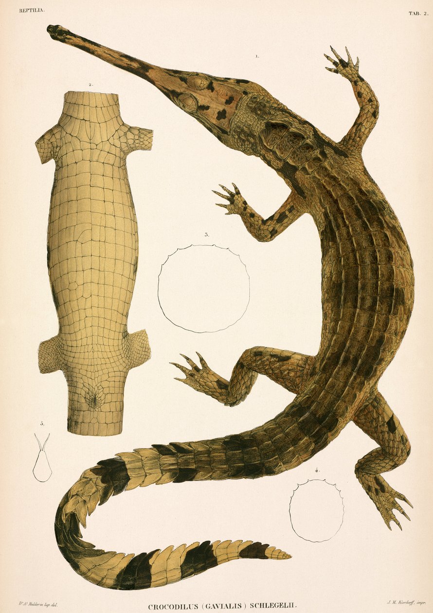 Gharial, Indonezja autorstwa Unbekannter Künstler