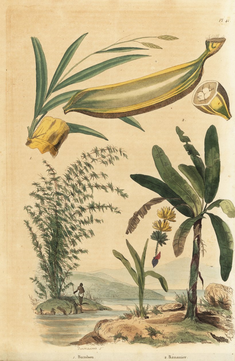 Olbrzymi ciernisty bambus, Bambusa bambos (Bambos arundinacea) i drzewo bananowe z owocami i przekrojem poprzecznym, Musa paradisiaca autorstwa Unbekannt