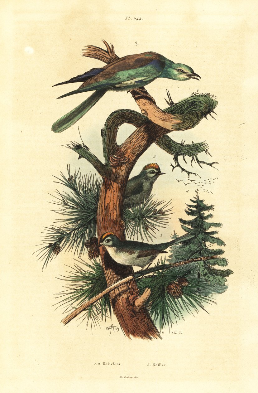 Goldcrests, Regulus regulus i europejski wałek, Coracias garrulus autorstwa Unbekannt