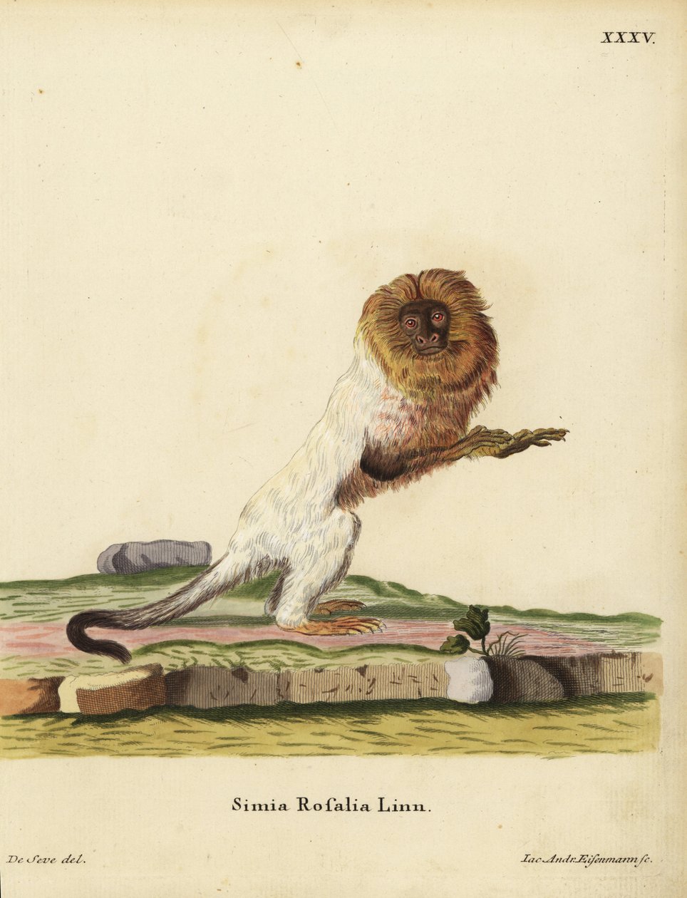 Tamaryna złocista lub marmozeta złocista, Leontopithecus rosalia. Zagrożony. Simia rosalia Linn. Ręcznie kolorowany miedzioryt Jakoba Andreasa Eisenmanna według ilustracji Jacquesa de Seve