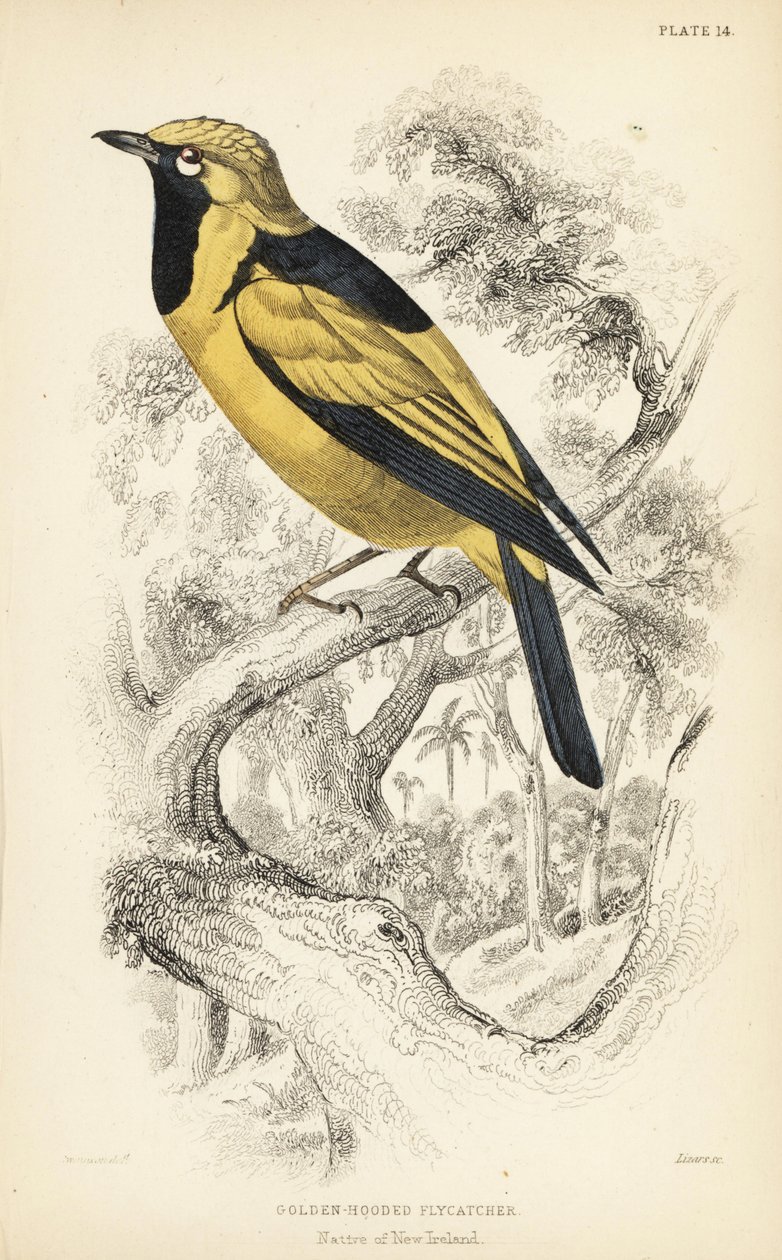 Monacha złocista, Carterornis chrysomela (Muchołówka złocista, Monacha chrysomela). Ręcznie kolorowany staloryt autorstwa Williama Lizarsa na podstawie ilustracji Williama Swainsona z Naturalist