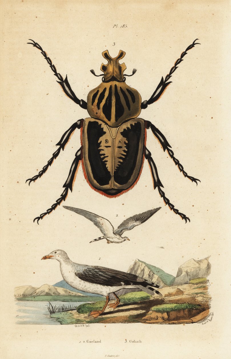 chrząszcz Goliat, Goliat goliatus 1 i mewa pospolita, Gull autorstwa Unbekannt