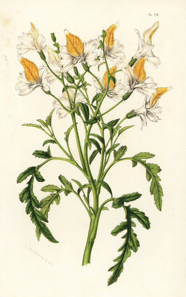 Schizant Grahama, Schizanthus grahamii. Ręcznie kolorowana litografia z dzieła Louisa van Houtte