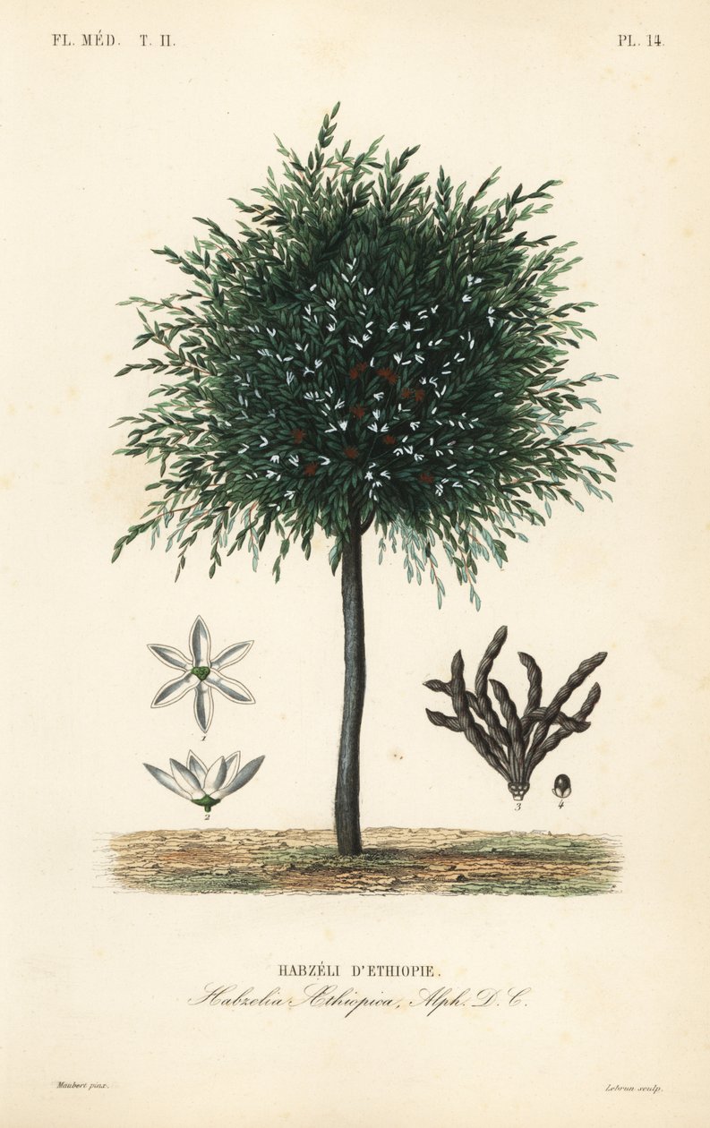 Ziarna Selim, Xylopia aethiopica, Habzelia aethiopica, Habzeli z Etiopii autorstwa Unbekannt