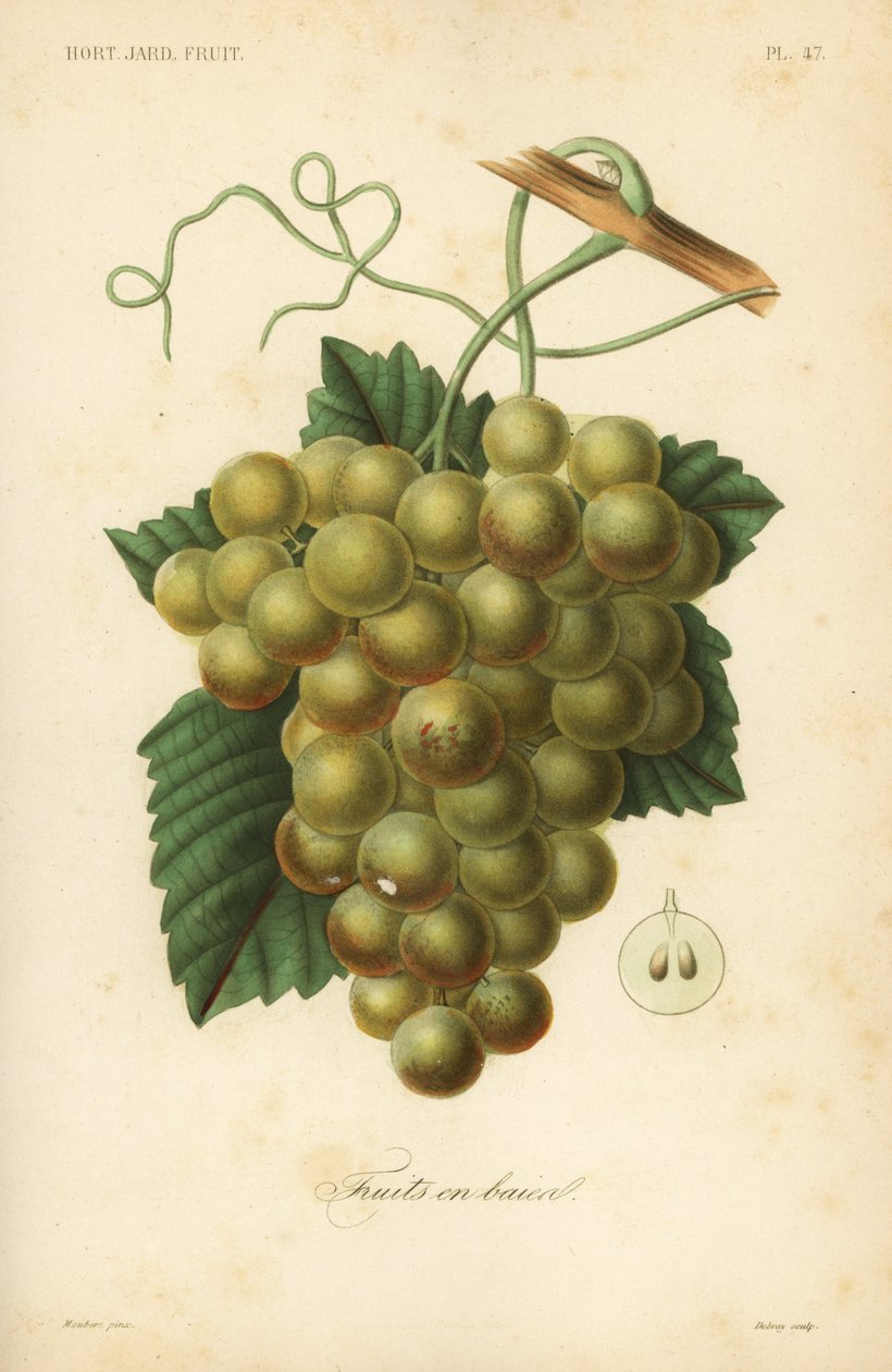 Winogrona, Vitis vinifera autorstwa Unbekannt