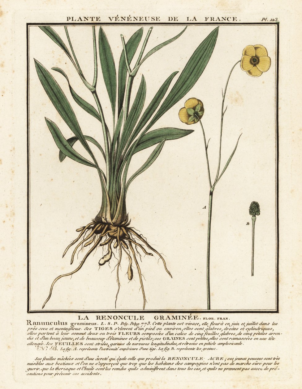 Jaskier o liściach trawiastych, Ranunculus gramineus. autorstwa Unbekannter Künstler