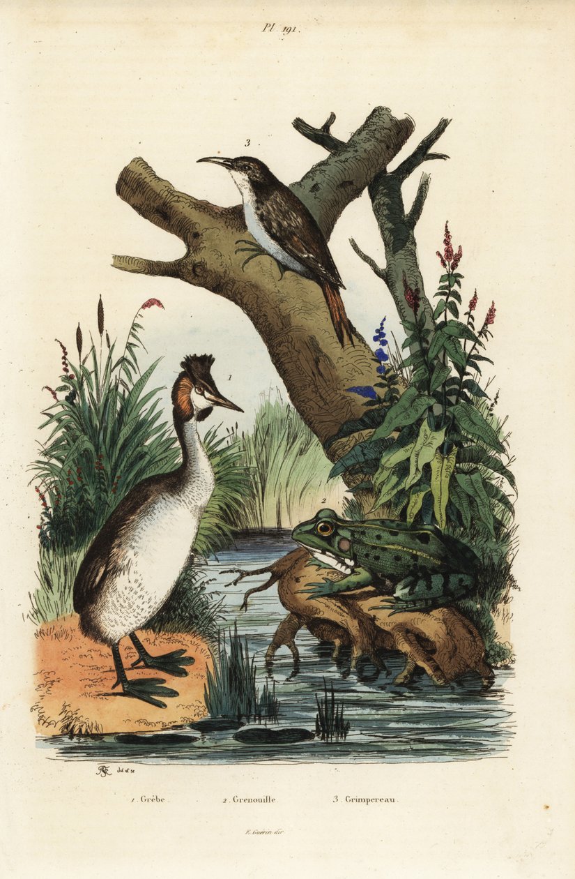 perkoz dwuczuby , Podiceps cristatus 1 , żaba zielona , Pelophylax esculentus 2 i pnącze drzewiaste Certhia familiaris 3 autorstwa Unbekannt
