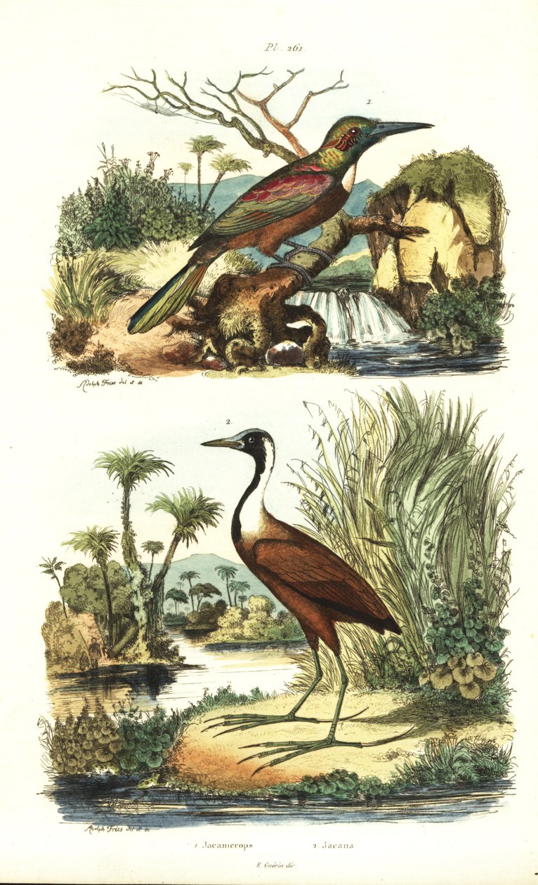 Jacamar wielki, Jacamerops aureus i jacana północna, Jacana spinosa autorstwa Unbekannt