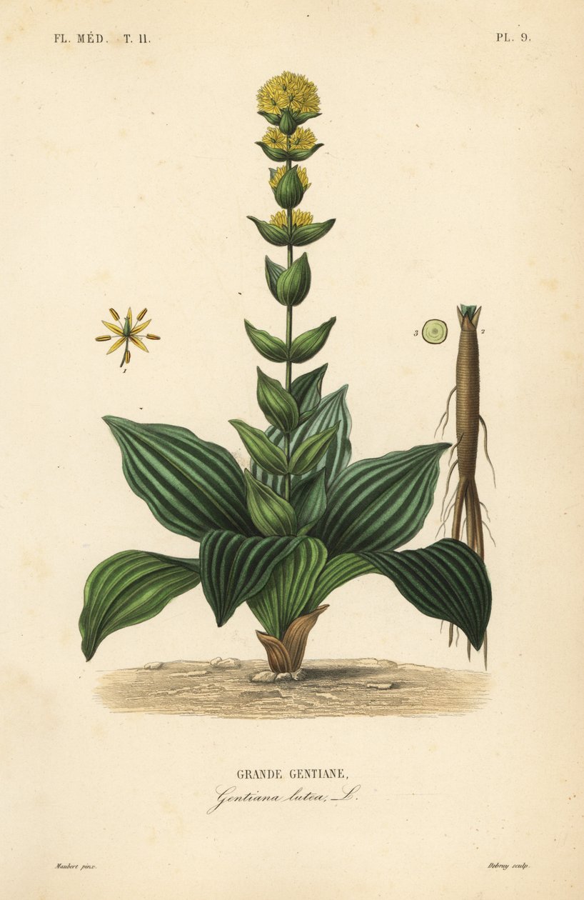 Goryczka żółta, Gentiana lutea, Grande gentiane autorstwa Unbekannt
