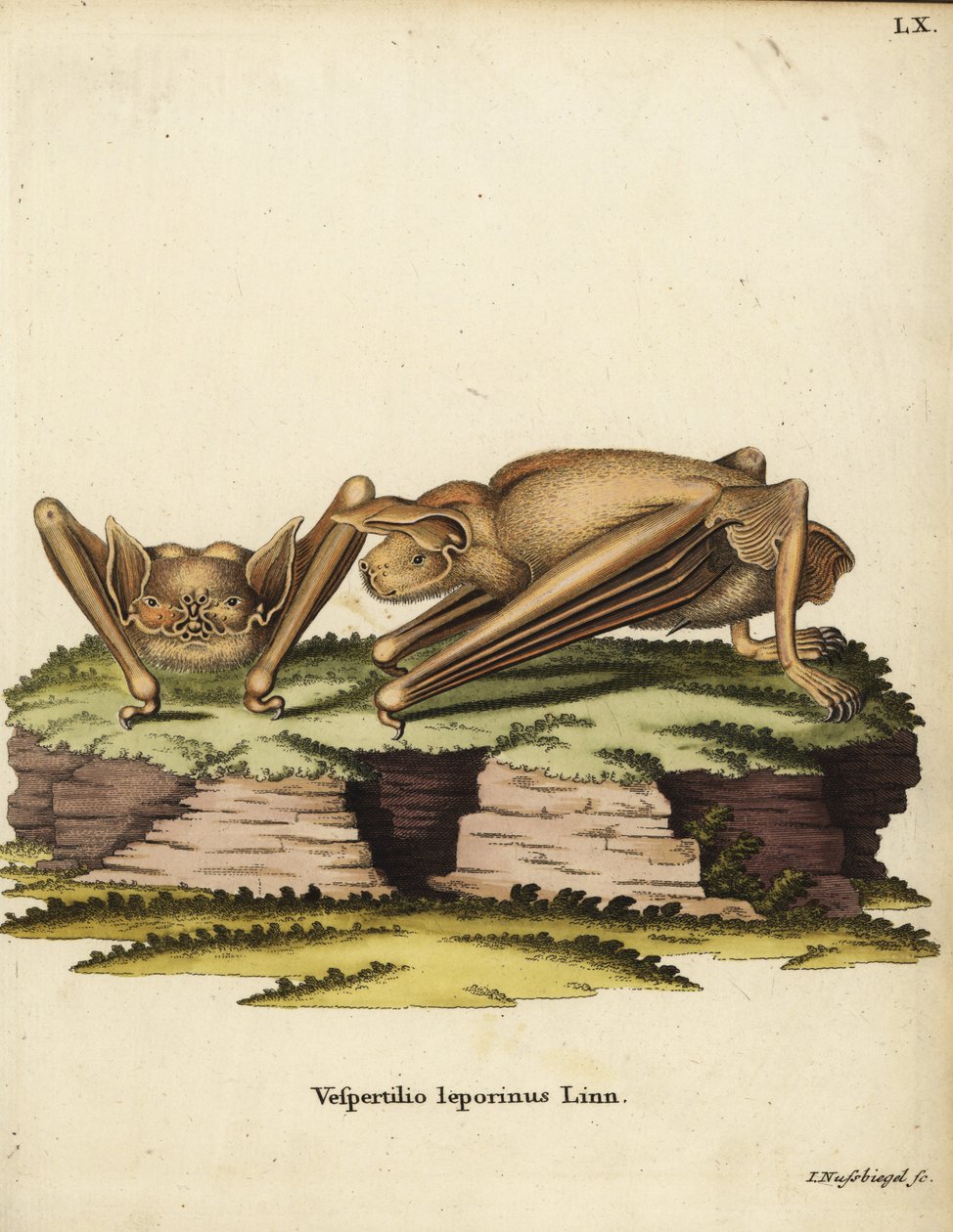Nietoperz borowiec wielki, Noctilio leporinus. Vespertilio leporinus Linn. Ręcznie kolorowany miedzioryt Johanna Nussbiegela z "Animal Illustrations after Nature, or Schreber
