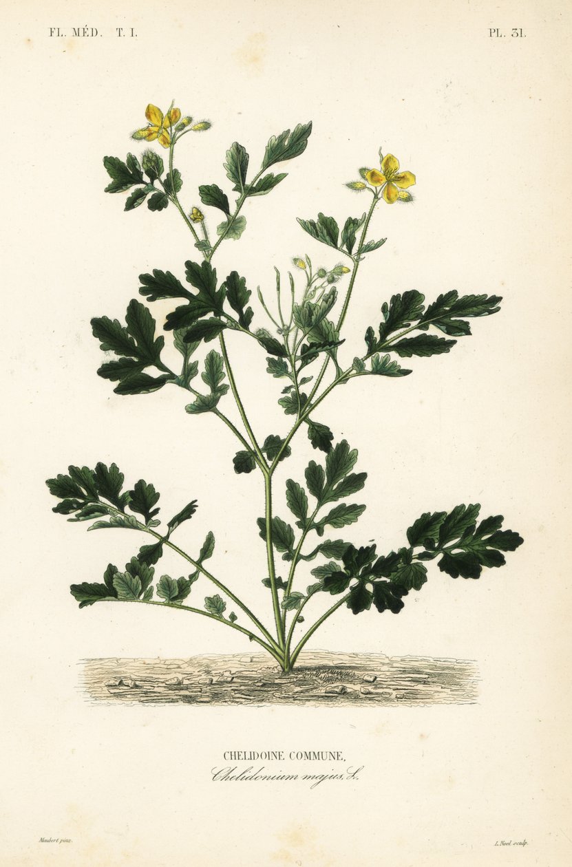 Glistnik większy , Chelidonium majus , Chelidoine autorstwa Unbekannt