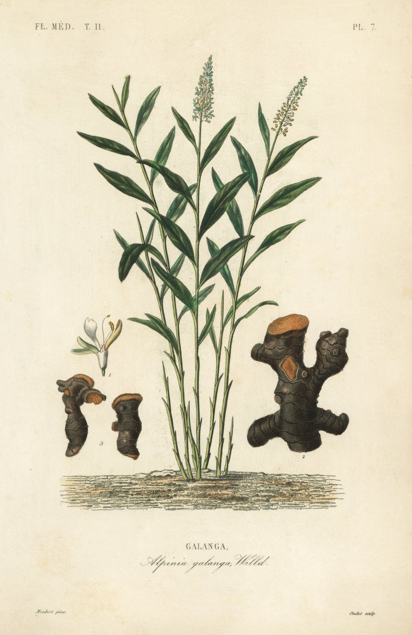 Galangal większy lub galangal tajski, Alpinia galanga, Galanga autorstwa Unbekannt