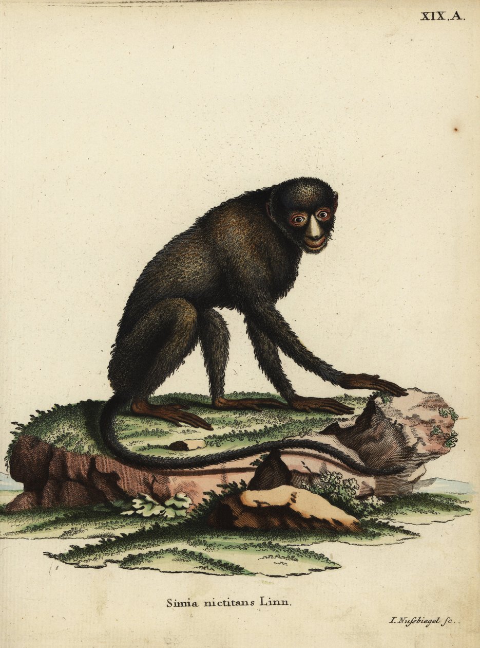 Małpa człekokształtna lub małpa człekokształtna. Cercopithecus nictitans. Simia Nictitans Linn. Ręcznie kolorowany miedzioryt Johanna Nussbiegela pochodzący z "Animal Illustrations after Nature, or Schreber