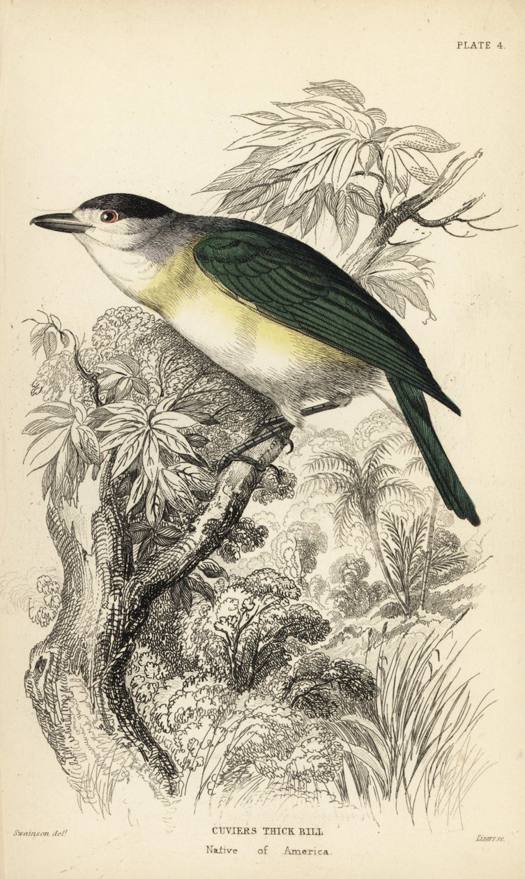 Bekard zielonogrzbiety, Pachyramphus viridis (Cuvier