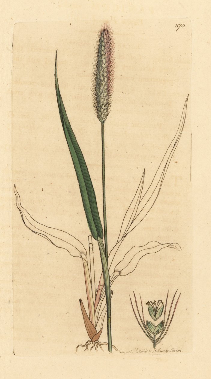 Setaria viridis (wiechlina zielona, Panicum viride) Ręcznie kolorowany miedzioryt według rysunku Jamesa Sowerby