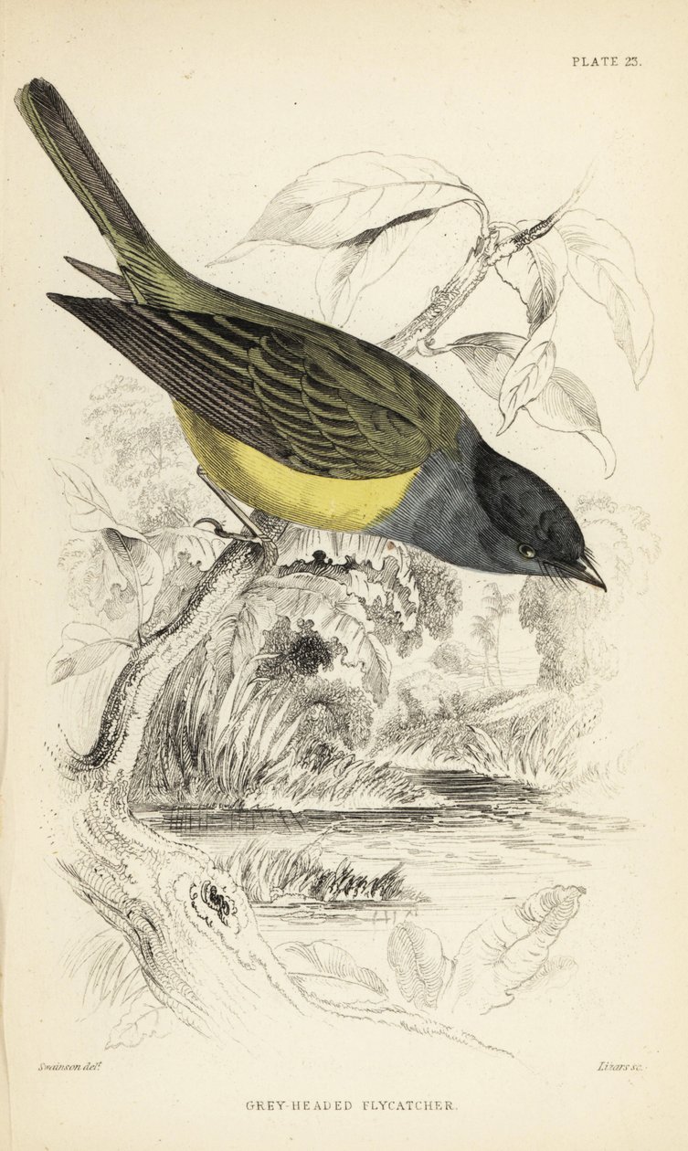 Muchołówka szara, Culicicapa ceylonensis (Muchołówka szara, Cryptolopha poiocephala). Ręcznie kolorowany staloryt autorstwa Williama Lizarsa na podstawie ilustracji Williama Swainsona z Naturalist