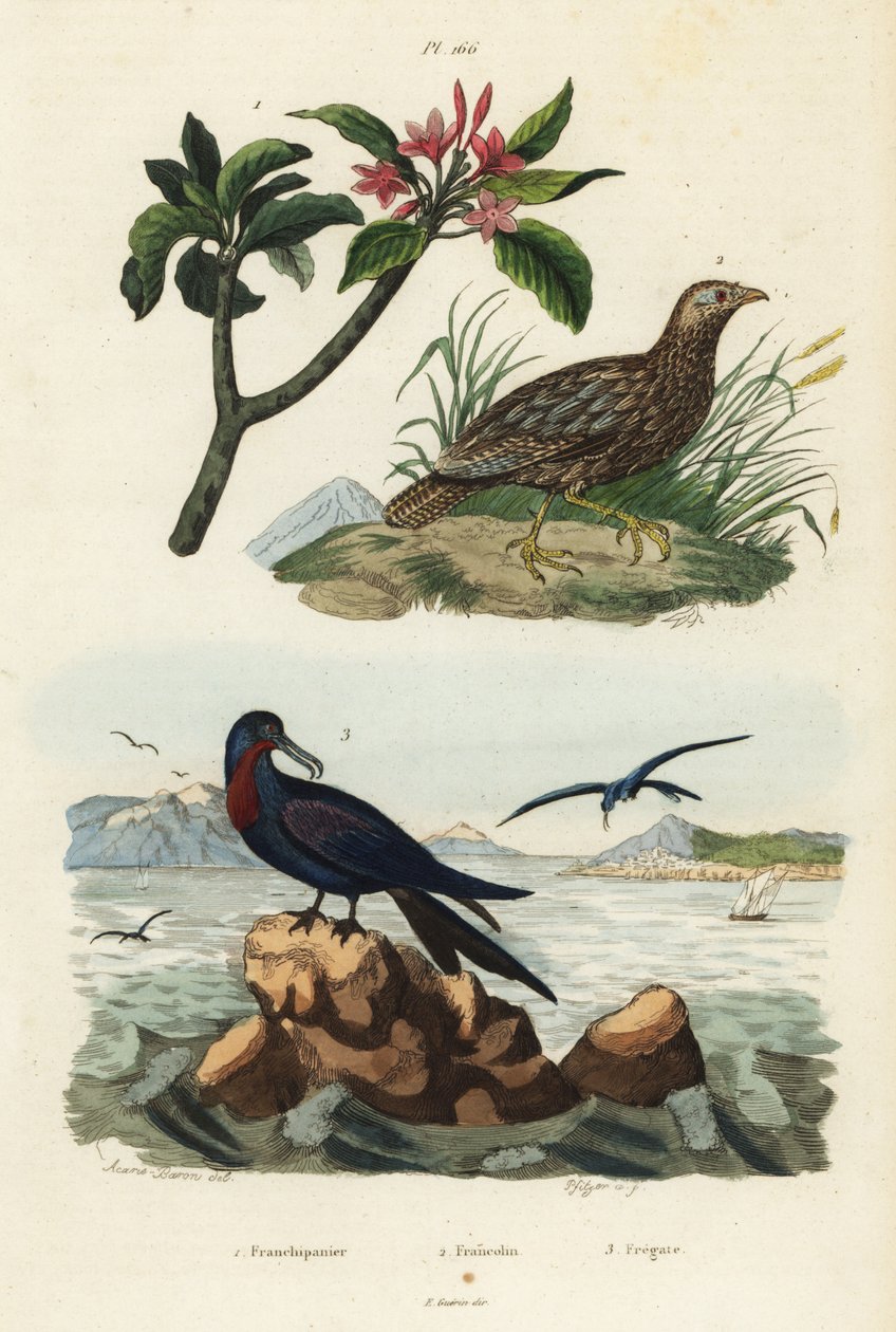 Francolina szaroskrzydła, Scleroptila afra 2, fregata wielka, Fregata minor 3 i czerwona frangipani, Plumeria rubra 1 autorstwa Unbekannt