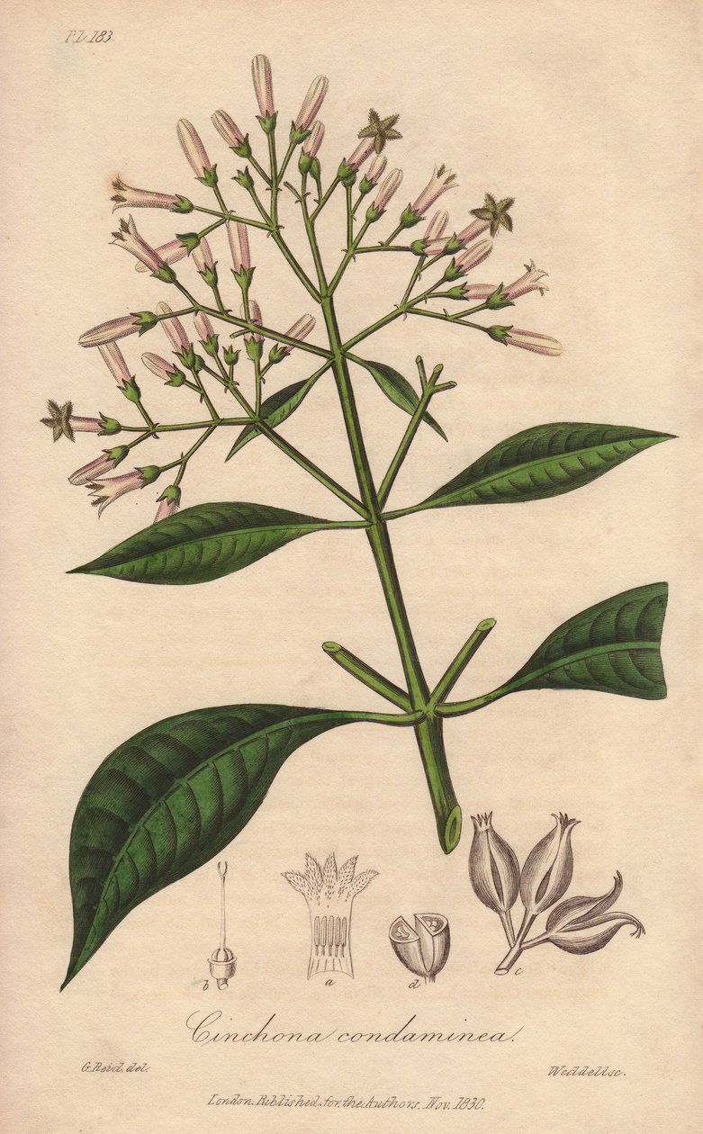 Chinowiec szary (Cinchona officinalis) - mocna woda autorstwa Williama Clarke