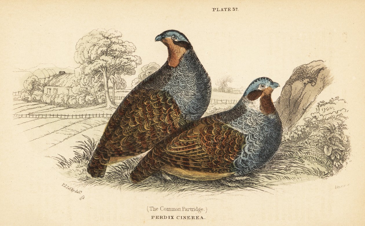 Kuropatwa szara, Perdix perdix. 1889 (grawerowanie) autorstwa Unbekannter Künstler