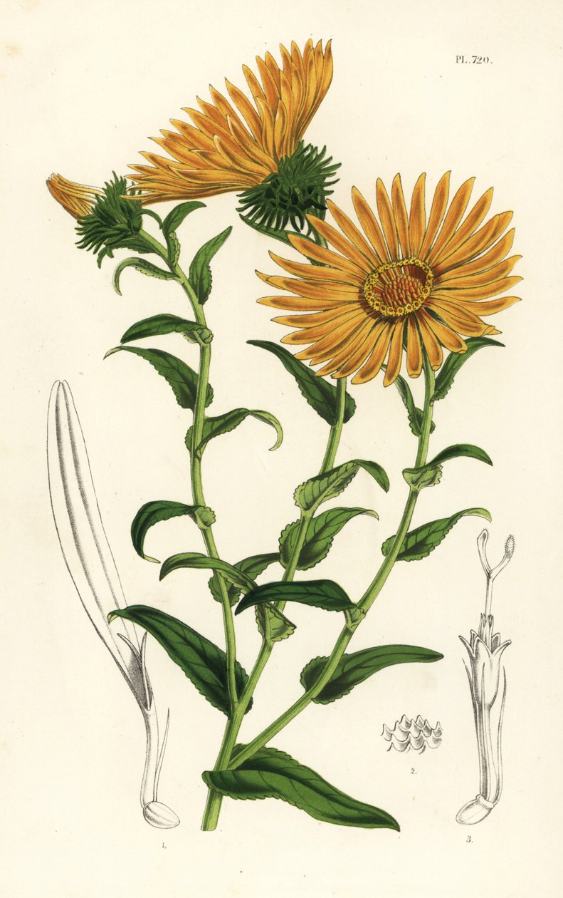 Grindelia grandiflora. Ręcznie kolorowana litografia z dzieła Louisa van Houtte