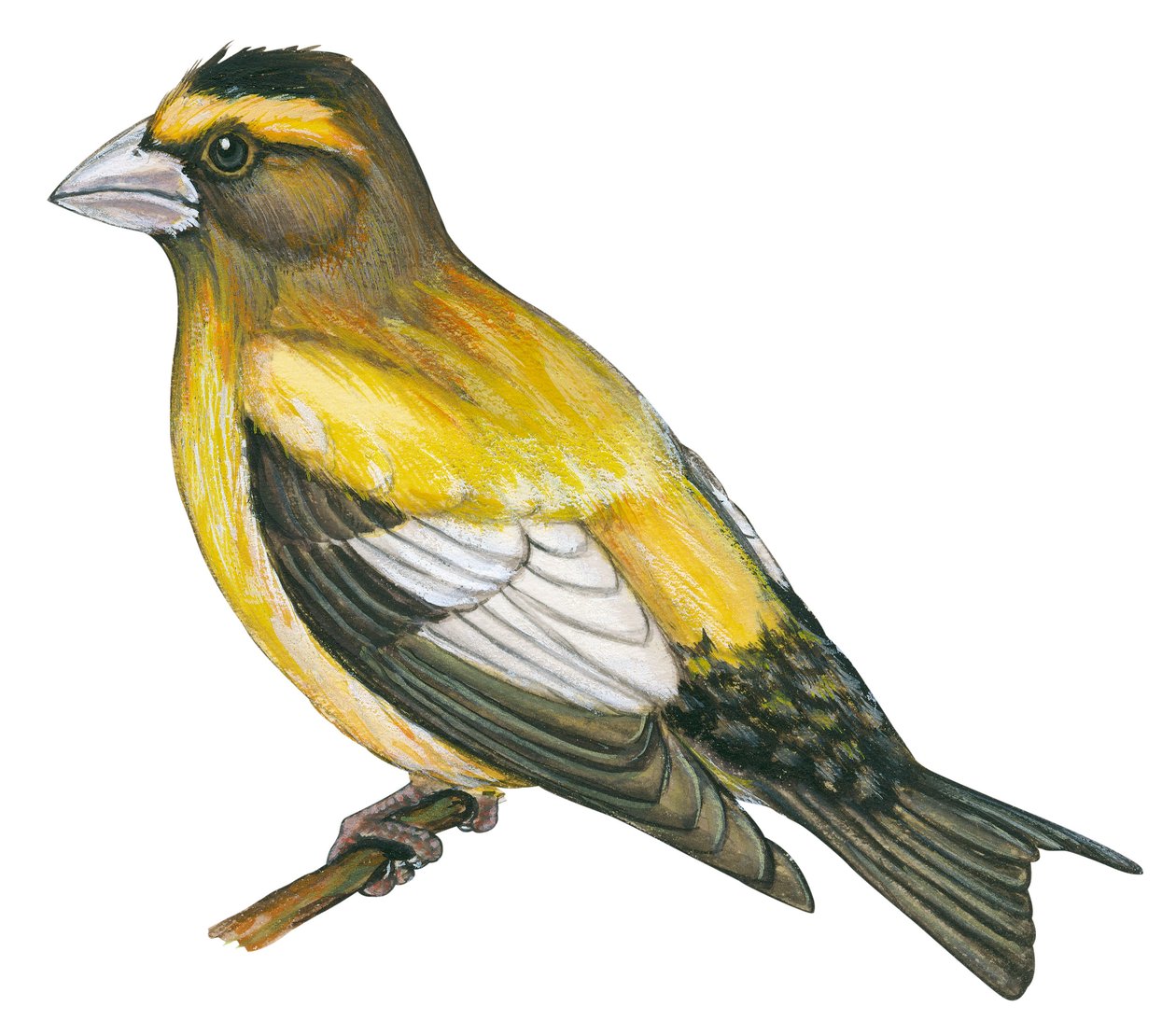 Gros bec błędny - grubodziób wieczorny (Coccothraustes vespertines) autorstwa Unbekannter Künstler