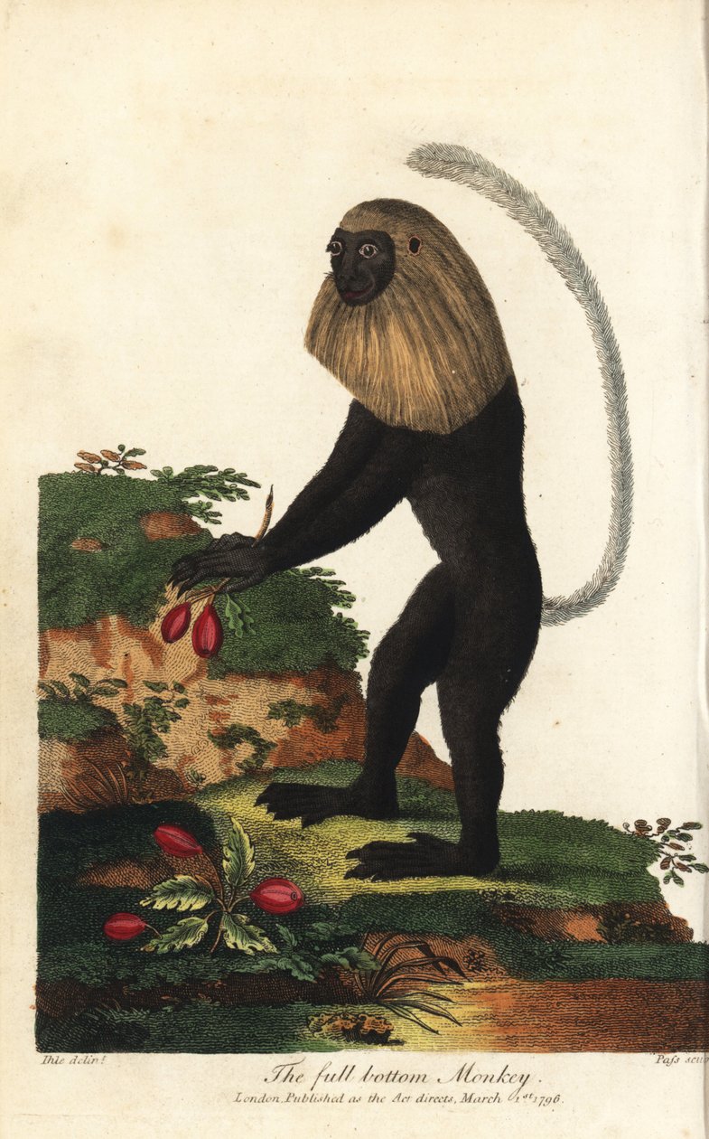 Guereza z Angoli lub angolski czarno-biały colobus - angolski colobus, Colobus angolensis. Małpa z pełnym dnem, nazwana tak ze względu na podobieństwo do peruki z pełnym dnem. Ręcznie kolorowany miedzioryt autorstwa J. Passa na podstawie ilustracji Johanna autorstwa Unbekannter Künstler