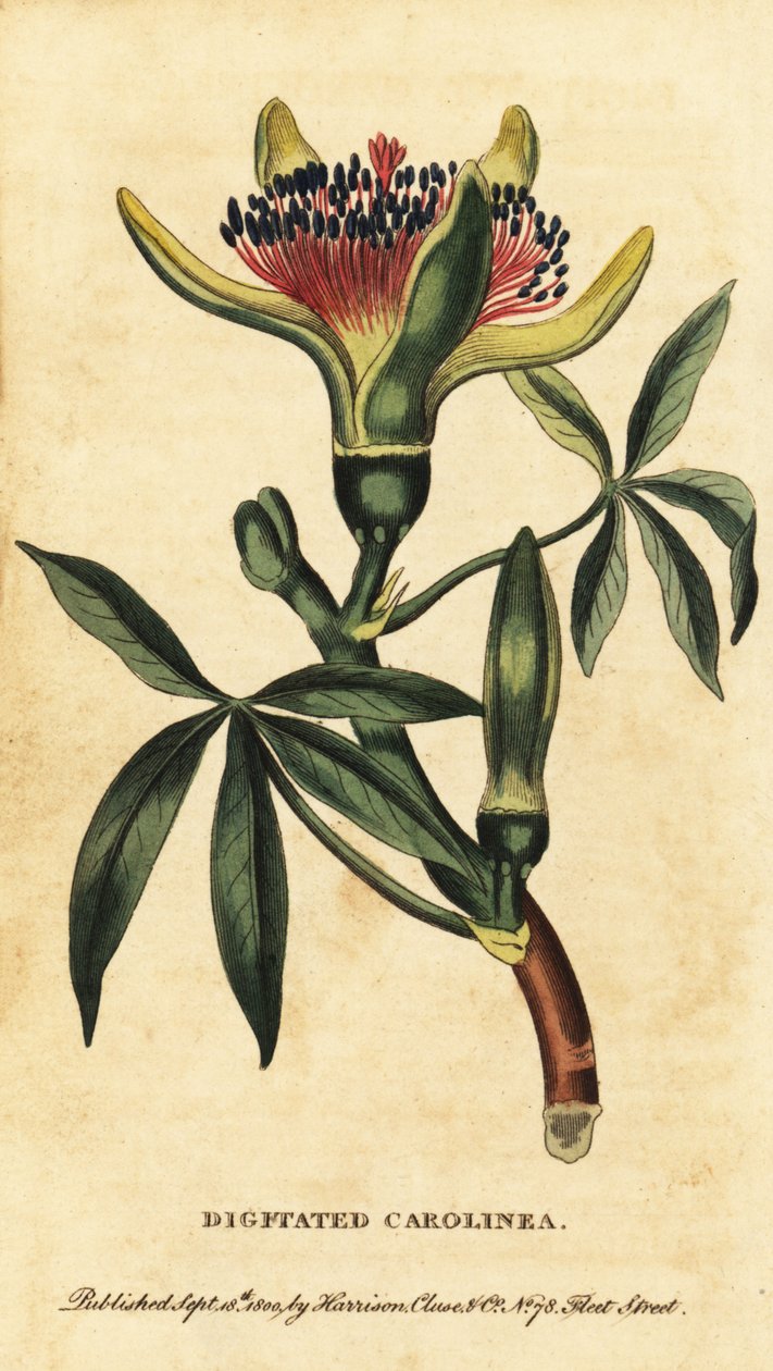 Kasztan z Gujany, Pachira aquatica. 1800 (grawerowanie) autorstwa Unbekannter Künstler